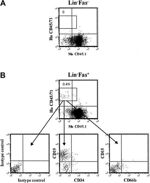 Figure 6. Cytokine-induced cell cycling up-regulates cell surface Fas expression on NOD-SCID repopulating cells. CD34+CB cells were cultured in SF medium supplemented with SFT3 for 5 days and sorted into Lin-Fas- and Lin-Fas+ cells as shown in Figure 5. Irradiated NOD-SCID mice received transplants of 450 000 Lin-Fas- (A) or 450 000 Lin-Fas+ cells (B), representing the EE of 30 000 freshly isolated CD34+ cells. At 6 weeks following transplantation, NOD-SCID BM was analyzed for human multilineage reconstitution (“Materials and methods”). Results are from representative mice that received transplants of Lin-Fas- and Lin-Fas+ cells.