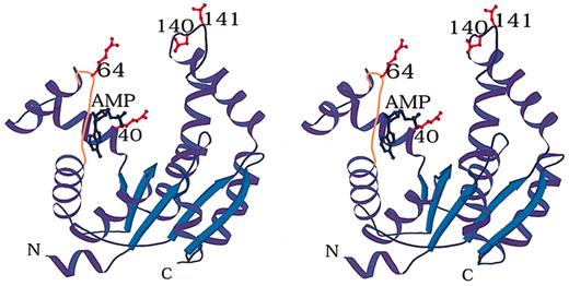 Figure 2. A stereoscopic view of a model for the human AK bound to the substrate AMP. The locations of the 3 mutations, 40, 64, and 140 (141), are indicated in red. The flexible loop containing residue 64 is shown in orange and AMP in blue. The N and C termini are labeled as N and C. The figure was produced using the program BOBSCRIPT.15