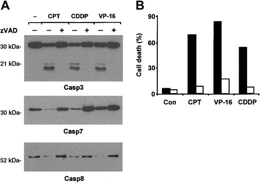 Figure 2. Drug-induced apoptosis of erythroid precursor cells is mediated by caspase activation. (A) Chemotherapeutic agents activate caspases in immature erythroblasts. Erythroblasts at day 7 of differentiation were stimulated with 200 ng/mL camptothecin (CPT), 3 μg/mL cisplatin (CDDP), or 5 μM etoposide (VP-16) in the presence or absence of zVAD 40 μM, lysed after 8 hours, and analyzed by immunoblot with antibodies against caspase 3, caspase 7, and caspase 8. (B) zVAD inhibits apoptosis induced by chemotherapeutic agents. Day-7 erythroblasts were stimulated with 50 ng/mL camptothecin (CPT), 3 μg/mL cisplatin (CDDP), or 2 μM etoposide (VP-16) in the presence (□) or in the absence (▪) of zVAD 40 μM. After 24 hours the percentage of cell death was determined by ethidium bromide—acridine orange staining. A typical experiment of 5 performed with cells from different donors is shown.