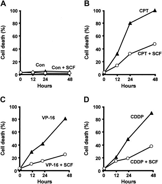Figure 3. SCF protects erythroid precursors from drug-induced apoptosis. Day-7 erythroblasts were incubated with 50 ng/mL camptothecin (CPT), 2 μM etoposide 7 erythroblasts were incubated with 50 ng/mL camptothecin (CPT), 2 μM etoposide percentage of cell death was determined after 12, 24, and 48 hours. Where indicated (+SCF) cells were preincubated for 2 days with 100 ng/mL SCF and kept in the presence of SCF during incubation with chemotherapeutic drugs. A typical experiment of 6 performed with cells from different donors is shown.