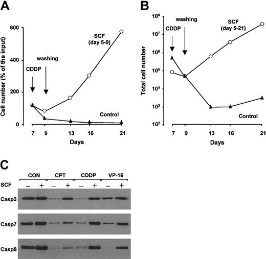 Figure 4. Erythroblasts treated with SCF are able to expand after removal of chemotherapeutic drugs and have lower levels of drug-induced caspase activation. (A) Day-7 erythroblasts, untreated (control) or pretreated for 2 days with 100 ng/mL SCF (SCF days 5-9), were exposed to 3 μg/mL cisplatin (CDDP) for 48 hours, washed, and placed in fresh medium with or without SCF, which was maintained in the culture medium until day 9. (B) Day-7 erythroblasts, untreated (control), or pretreated for 2 days with SCF (SCF days 5-21) were exposed to cisplatin as in panel A. After 48 hours, 4 × 104 cells were washed and replated in standard erythroid medium with or without 100 ng/mL SCF. In order to obtain equal numbers of erythroblasts after the cytotoxic treatment, a higher number of control cells were plated at the beginning of the experiment. The total number of cells obtained from the 4 × 104 cells plated at day 9 is shown. (C) Western blot analysis of caspases in immature erythroblasts untreated (Con) or pretreated for 2 days with SCF and exposed for 8 hours to camptothecin (CPT), cisplatin (CDDP), and etoposide (VP-16), showing the proforms of caspase 3 (top panel), caspase 7 (middle), and caspase 8 (bottom). One representative experiment of 4 performed with cells from different donors is shown.