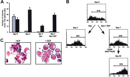 Figure 5. SCF does not promote the growth of nonerythroid cells in erythroid unilineage culture. (A) Clonogenetic assay of CD34+ cells (day 0) or cells grown in liquid culture and subsequently plated in semisolid medium at day 5 or day 7 of erythroid differentiation. Control cells (day 5 and day 7 Epo) were cultivated in standard erythroid medium before the colony assay, whereas SCF-treated cells (day 7 Epo + SCF) received 100 ng/mL SCF from day 5 to day 7 of liquid culture. The results are expressed as number of granulomonocytic (▦) or erythroid (▪) colonies per 100 plated cells. Mixed colonies were rare in day 0 cultures and not present thereafter. (B) Cytofluorimetric analysis of glycophorin A-positive cells in erythroid unilineage culture. Cells were analyzed after 5 (day 5) or 7 days (day 7) of erythroid differentiation in standard erythroid medium (Epo) or in the same medium supplemented with 100 ng/mL SCF starting from day 5 (Epo + SCF). At day 7, cells were treated with cisplatin (CDDP days 7-9), and SCF-treated cells that survived the treatment were analyzed at day 20 of culture in standard erythroid medium supplemented with SCF. (C) May-Grünwald-Giemsa staining of day-7 erythroid cells treated with cisplatin for 48 hours in standard erythroid medium alone (-SCF) or with 100 ng/mL SCF (+ SCF), which was supplied 2 days before and during the cytotoxic treatment. Original magnification, × 400.
