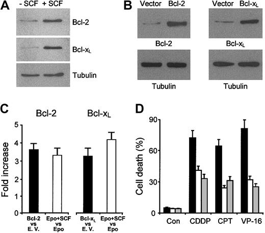 Figure 6. SCF up-regulates Bcl-2 and Bcl-XL, which are able to protect erythroblasts from apoptosis induced by chemotherapeutic drugs. (A) Western blot analysis of Bcl-2 and Bcl-XL levels in day-7 erythroblasts cultured in standard erythroid medium (- SCF) or preincubated from day 5 to day 7 in erythroid medium supplemented with 100 ng/mL SCF (+ SCF).(B) Western bolt analysis of erythroblasts transduced with empty vector, Bcl-2, or Bcl-XL. Cycling CD34+ cells were transduced with a retroviral vector containing cDNAs for Bcl-2 or Bcl-XL and GFP as a reporter gene. Cells were sorted for GFP expression, placed in standard erythroid medium, and analyzed at day 4 of differentiation. One representative experiment of 5 performed with cells from different donors is shown. (C) Comparison of Bcl-2 or Bcl-XL expression in SCF-treated erythroblasts (Epo + SCF) versus erythroblasts grown in standard medium and transduced with Bcl-2 or Bcl-XL. The analysis was performed most cells reached the basophilic stage of differentiation, which corresponded to day 7 of erythroid unilineage culture for untransduced erythroblasts (Epo + SCF vs Epo) and to day 4 of erythroid unilineage culture for transduced cells (Bcl-2 vs empty vector and Bcl-XL vs empty vector). The latter were previously cultivated with cycling growth factors for 5 days (including the transduction and sorting procedures) as described in “Materials and methods.” Counting of unilineage erythroid culture days started when sorted GFP-positive cells were placed in erythroid specific medium. Data show the increase in gene-transduced erythroblasts as compared to empty vector-transduced erythroblasts (▪) or in SCF-treated versus untreated erythroblasts (□). (D) Cells at day 4 of erythroid unilineage culture, previously transduced with empty vector (▪), Bcl-2 (□), or Bcl-XL (▦) as in C, were incubated with medium alone (Con), 50 ng/mL camptothecin (CPT), 2 μM etoposide (VP-16), or 3 μg/mL cisplatin (CDDP). The percentage of cell death was evaluated after 24 hours by staining with ethidium bromide—acridine orange. The results shown are the mean ± SD of 3 independent experiments performed with cells from different donors.