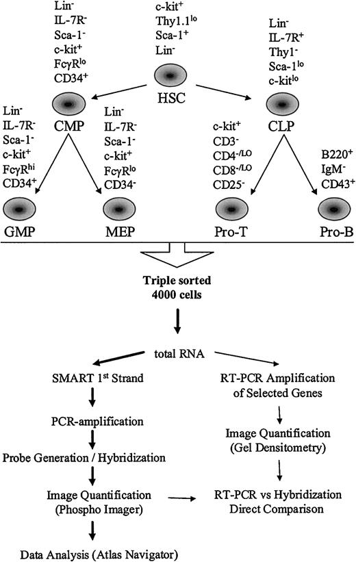 Figure 1. The experimental design. The surface markers used for FACS isolation are shown above the corresponding cells. The lineage relationship among the stem and progenitor populations is shown by the arrows. The functional in vitro and in vivo assays confirming the lineage relationship for each population were described previously.5,8,9