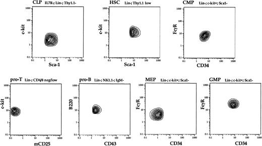 Figure 2. The actual phenotype and purity of each isolated population was confirmed by the reanalysis after the third sorting procedure. The most informative dot plots (5% probability) with outliners are shown for each population; previous sorting gates are indicated above. About 400 cells were collected for each population, representing approximately 10% of the total number of cells used for RNA isolation. No cells were found outside of the sorting gates specified for each population.