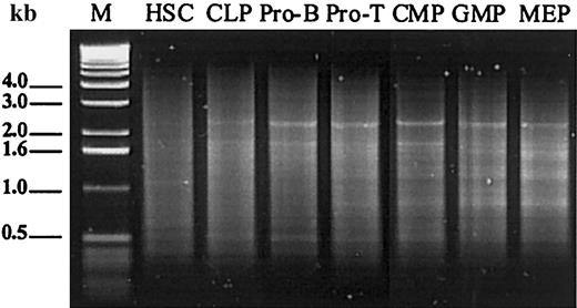 Figure 3. Gel electrophoresis of SMART-PCR amplification after 19 cycles on 1% agarose gel. The first lane is a 1-kb DNA ladder (Pharmacia, Piscataway, NJ). Note the standing-apart cDNA profile of HSCs and clear similarities between the lymphoid and myeloid committed progenitor populations.