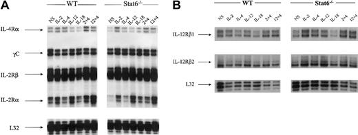 Figure 4. Messenger RNA transcript levels for cytokine receptors. Messenger RNAs were analyzed from the same experiment shown in Figures 1 and 2 for the expression of cytokine receptors in WT and Stat6-/- mice. The data are representative of more than 3 separate experiments. (A) IL-2/IL-4 receptors. (B) IL-12 receptors.