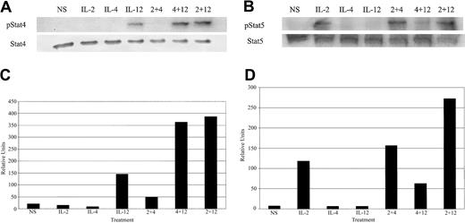 Figure 5. Cytokine-induced tyrosine phosphorylation of Stat proteins. (A) Western blot analysis with an antiphosphotyrosine Stat4-specific antibody and control on extracts from cultured NK cells. (B) Western blot analysis with an antiphosphotyrosine Stat5-specific antibody and control on extracts from cultured NK cells. (C) Densitometric analysis of panel A. (D) Densitometiric analysis of panel B. The data are representative of 2 separate experiments.