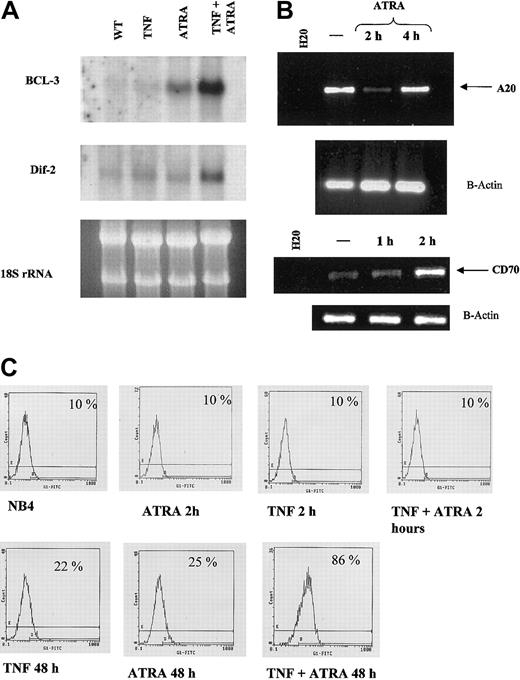 Figure 6. Synergistic induction of target genes by ATRA and TNF. (A) Northern blot of BCL-3 and Dif-2. Total RNA (10 μg) was loaded in each lane. Ribosomal RNA levels indicate equal loading. BCL-3 mRNA levels were seen to increase after 2 hours of RA treatment in NB4 cells, whereas neither RA nor TNF alone had a significant effect on Dif-2 mRNA levels. mRNA levels of both genes were strongly induced on combined treatment with TNF and RA. (B) RT-PCR analysis of A20 RNA levels in response to ATRA. RT-PCR confirmed array results in that A20 levels decreased after 2 hours of ATRA treatment. —indicates no treatment. (C) Cytofluorometric analysis of TNFR2 levels on NB4 cells in response to 72-hour treatment with ATRA and TNF. Synergism between ATRA and TNF could be observed at 48 and 72 (data not shown) hours after treatment, whereas little effect could be seen at 2 hours. Percentages represent the number of positive cells that show FITC-positive staining.