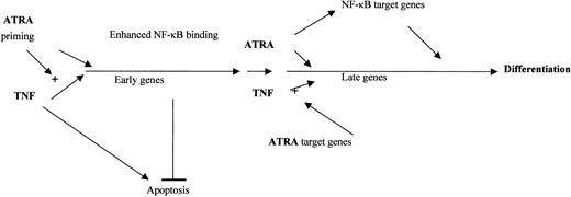 Figure 7. Model of ATRA and TNF interaction. ATRA primes NB4 cells for TNF by increasing the production of target genes involved in TNF signaling at early and late time points. ATRA and TNF may combine at early time points to promote the production of genes that have the dual role of inhibiting TNF-mediated apoptosis and promoting differentiation. New target genes are regulated at late time points and at the induction of NF-κB binding by ATRA. The interplay between ATRA-mediated enhanced TNF signaling and synergistic induction of common target genes by TNF and ATRA lead to NB4 differentiation.