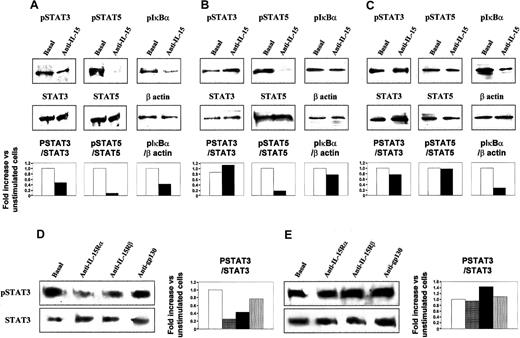 Figure 2. Analysis of transcription factor phosphorylation by Western blotting in human CD34+ cells from various sources. Hematopoietic progenitors isolated from BM (A), MPB (B), and CB (C) were incubated or not (basal) with neutralizing anti—IL-15 mAb for 1 hour. BM (D) and CB (E) CD34+ cells were also incubated with neutralizing anti—IL-15Rα, IL-15Rβ, or anti—IL-6R gp130 (isotype-matched control) mAbs for 1 hour. Cell extracts were analyzed by Western blotting using anti—phospho-STAT3 (pSTAT3), -STAT5 (pSTAT5), and -IκBα (pIκBα) antibodies (upper blots). Each membrane was reprobed with antibodies recognizing the native proteins or the β-actin (lower blots), showing equal amounts of protein in each sample. These data are representative of 3 different experiments.