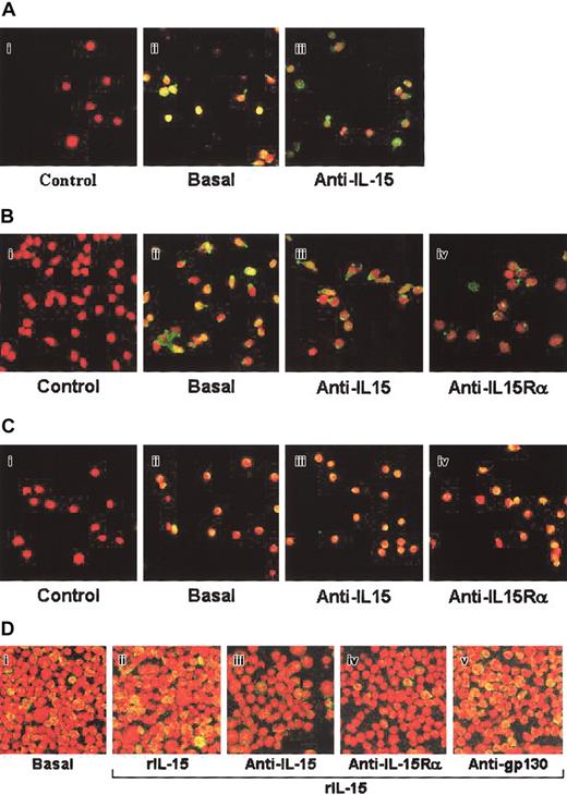 Figure 3. Analysis of phospho-STAT3 nuclear localization in human CD34+ cells from various sources by confocal microscopy. Hematopoietic progenitors isolated from BM (A), MPB (B), and CB (C) were incubated or not (basal) with neutralizing anti—IL-15 or anti—IL-15Rα mAbs for 1 hour and were analyzed for pSTAT3 expression and nuclear localization. Original magnification, × 63. The cells were permeabilized and labeled with anti-pSTAT3 antibodies, followed by incubation with Alexa Fluor488-GAR antibody. Propidium iodide stained nuclei in red, whereas phospho-STAT3 stained in green. As negative controls, cells were incubated with the second reagent and propidium iodide. Only nuclei were revealed (red staining). As a control for specificity, we used the IL-15—dependent CD34+ TF1β cell line (D), which displays high-affinity IL-15R (IL-15Rα/β/γc). These cells were treated for 1 hour with the neutralizing anti—IL-15, anti—IL-15Rα, or anti-gp130 subunit of the IL-6R (isotype-matched control) mAbs. Subsequently, they were incubated with recombinant IL-15 at 10 ng/mL and were analyzed for the nuclear localization of pSTAT3. STAT5 is not shown because anti—IL-15 mAb inhibits its phosphorylation. These data are representative of 3 different experiments.