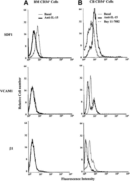 Figure 6. Analysis of SDF-1, VCAM-1, and β1 integrin expression in normal human CD34+ cells and effects of anti—IL-15 mAb. Flow cytometry analysis shows the effect of overnight treatment with neutralizing anti—IL-15 mAb on the cytoplasmic expression of SDF-1, VCAM-1, and β1 integrin in BM (A) and CB (B) CD34+ cells. In CB progenitors, SDF-1 expression was also analyzed after cell treatment with the specific NF-κB inhibitor BAY 11-7082. Each figure is representative of at least 3 different experiments. Vertical bars indicate negative control intensity. Thin lines indicate basal expression, whereas solid bold lines indicate protein expression in treated cells.
