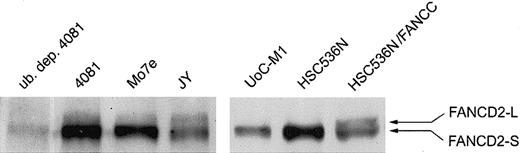 Figure 5. UoC-M1 does not monoubiquitinylate FANCD2. A lymphoblastoid cell line control from an FA-C patient (HSC536N) does not exhibit the monoubiquitinylated form of FANCD2 (FANCD2-L), whereas retroviral correction of the FANCC defect in these cells (HSC536N/FANCC) restores FANCD2-L. UoC-M1 is incapable of forming FANCD2-L. The 4081 lymphoblastoid cell line (from the same patient as the UoC-M1 myeloid cell line) demonstrates FANCD2-L that is capable of being immunodepleted with a monoclonal antiubiquitin antibody (lane 1; ub. dep. 4081). Both Mo7e (a factor-dependent myeloid leukemia cell line) and JY (an EBV-transformed lymphoblastoid line from a healthy volunteer) demonstrate cellular resistance to MMC and FANCD2-L.