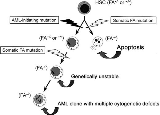 Figure 8. Acquired dysfunction of FA proteins, a potential progression factor in secondary AML/MDS. We propose that FANCA dysfunction was acquired by an evolving clone of initiated hematopoietic stem cells. As shown on the right, an early FA-inactivating event would render the cell hypersensitive to apoptotic stimuli, resulting in apoptosis. However, as shown on the left, if a similar event occurred in an already initiated cell, the cell could resist apoptotic cues. The FA defect would then contribute to genetic instability and lead to multiple cytogenetic defects in the evolving clone. HSC indicates hematopoietic stem cell; FA, any FA protein or factor that enhances FA protein function.