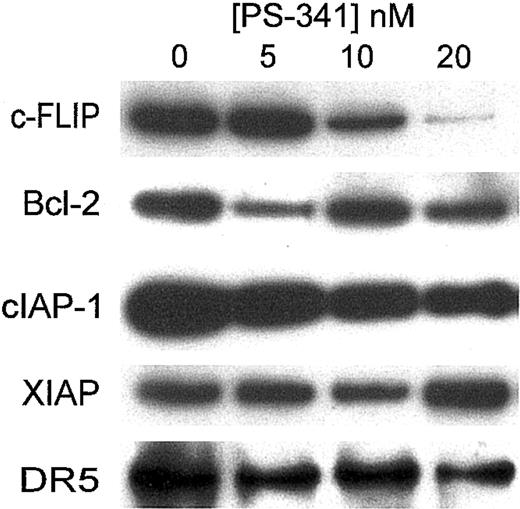 Figure 6. Western blotting for antiapoptotic proteins following PS-341 treatment. C1498 cells were incubated for 18 hours in the presence or absence of various concentrations of PS-341. Cells were then washed and cell extracts were prepared. Western blotting was carried out using various antibodies as described in “Materials and methods.”