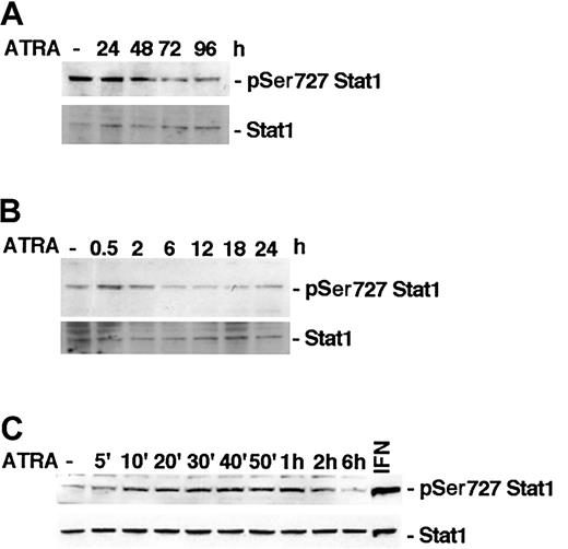 Figure 1. ATRA treatment induces an early transient phosphorylation of Stat1 Ser727 in U-937 cells. (A-C) U-937 cells were treated with ATRA for 0 to 96 hours (A), 0 to 24 hours (B), or 0 to 6 hours (C). Lysates were prepared and analyzed by Western blot using antibodies directed against Ser727-phosphorylated Stat1. The blots were stripped and reprobed with antibodies targeted against total Stat1. A lysate of U-937 cells induced by 100 U IFN-γ for 30 minutes was included as a positive control for Stat1 Ser727 phosphorylation (C).