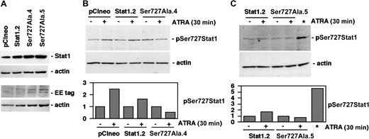 Figure 2. Established U-937 sublines constitutively express exogenous Stat1Ser727Ala. (A) The level of Stat1 protein in pCIneo, Stat1.2, Ser727Ala.4, and Ser727Ala.5 cells was determined by Western blot using antibodies directed against total Stat1. The presence of exogenously expressed Stat1Ser727Ala protein was confirmed by Western blot analysis using antibodies specific for the Glu-Glu tag. (B-C) U-937 sublines expressing wt Stat1 (Stat1.2), empty vector (pCIneo), or Stat1Ser727Ala (Ser727Ala.4, Ser727Ala.5) were incubated with ATRA for 30 minutes; lysates were prepared and analyzed by Western blot using antibodies directed against Ser727-phosphorylated Stat1. A lysate of Stat1.2 cells induced by 100 U IFN-γ for 30 minutes was included as a positive control for Stat1 Ser727 phosphorylation (*). Quantitation of Stat1 Ser727 phosphorylation, normalized to actin expression, is shown in the lower panels (fold induction).