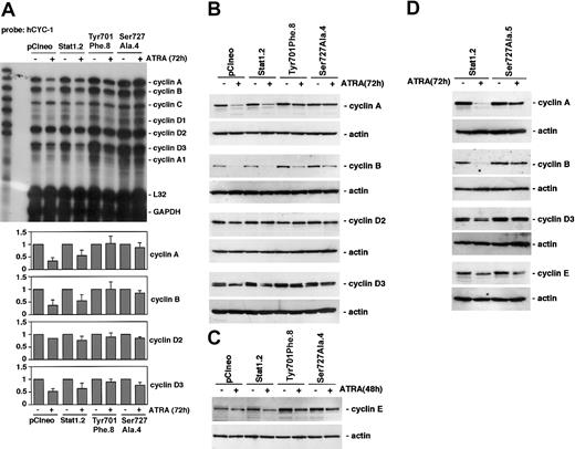 Figure 4. ATRA-induced down-regulation of cyclins A, B, D3, and E is inhibited by expression of Stat1Ser727Ala or Stat1Tyr701Phe. (A) U-937 sublines were induced by ATRA for 72 hours, and total mRNA was prepared. The cyclin mRNA levels after ATRA treatment were analyzed by RPA using the hCYC-1 multitemplate probe. The lower panels show quantitation of cyclin mRNA expression that was found to be appreciably changed by ATRA treatment, normalized to GAPDH (fold induction). Mean ± SD (n = 3-4). (B-C) The protein levels of cyclins A, B, D2, and D3 in pCIneo, Stat1.2, Tyr701Phe.8, and Ser727Ala.4 cells were determined after 72 hours of ATRA stimulation by Western blot analysis (B), and the level of cyclin E was analyzed after 48 hours of treatment (C). (D) Expression of cyclins A, B, D3, and E in Ser727Ala.5 cells (C) were determined after 72 hours of ATRA stimulation by Western blot analysis.