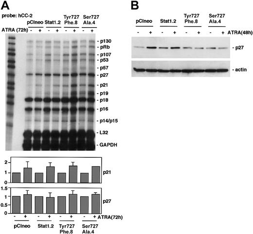 Figure 5. Expression of Stat1Ser727Ala or Stat1Tyr701Phe in U-937 cells inhibits ATRA-induced up-regulation of p27 but not p21. (A) pCIneo, Stat1.2, Tyr701Phe.8, and Ser727Ala.4 cells were incubated with ATRA for 72 hours or left untreated. Total mRNA was prepared and subjected to RPA analysis using the hCC-2 multitemplate probe. The lower panels show quantitation of p21 and p27 mRNA expression, normalized to GAPDH (fold induction). Mean ± SD (n = 3-4). (B) Cells were grown with or without ATRA for 48 hours; lysates were prepared and analyzed by Western blot using antibodies directed against p27.