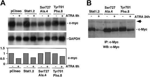 Figure 7. ATRA-induced down-regulation of c-Myc is inhibited by expression of Stat1Tyr701Phe or Stat1Ser727Ala. (A) pCIneo, Stat1.2, Ser727Ala.4, and Tyr701Phe.8 cells were induced by ATRA for 8 hours or left untreated. Total RNA was prepared, and the levels of c-Myc and GAPDH mRNAs were determined by Northern blot analysis. Quantitation of c-myc expression, normalized to GAPDH, is shown in the lower panel (fold induction). (B) Stat1.2, Ser727Ala.4, and Tyr701Phe.8 cells were induced as described earlier, and whole cell lysates were prepared. Equal amounts of protein were subjected to immunoprecipitation using α-c-Myc antibodies. The immunocomplexes were collected and analyzed by Western blot analysis using biotin-coupled pan-Myc antibodies and streptavidin-HRP. The arrow indicates an unknown protein that is unspecifically coprecipitated by the α-c-Myc antibodies and serves as an internal control.