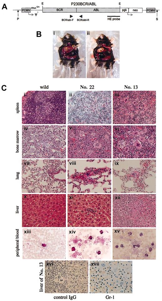 Figure 1. Schematic representation of the MSCVneo P230 BCR/ABL vector and macroscopic and histopathologic findings of founder mice no. 13 and no. 22. (A) The injection fragment for generating transgenic mice was made by cutting at PvuI and SspI sites of the bacterial plasmid, pUC19. Two vertical arrows indicate the cutting sites. P indicates PvuI; S, SspI. The nucleotide sequences of the primers for PCR were as follows: BCR/abl-F: 5′-TGACCAACTCGTGTGTGAAACTCCAG-3′; and BCR/abl-R: 5′-CAGCAGATAC TCAGCGGCATTG-3′. (B) Macroscopic appearance of founder mouse no. 13 in the extramedullary blastic phase of MPD. (i) A markedly enlarged liver and a large volume of hemorrhage in the peritoneal cavity are seen. (ii) After removal of the liver, the enlarged spleen is visible. (C) Histopathologic findings of founder mice no. 13 and no. 22. Photomicrographs of hematoxylin and eosin-stained spleen (i-iii), bone marrow (iv-vi), lung (vii-ix), and liver (x-xii); Wright-Giemsa-stained peripheral blood (xiii-xv); from no. 22 (ii,v,viii,xi,xiv), no. 13 (iii,vi,ix,xii,xv-xvii), and a nontransgenic littermate mouse killed at 12 months of age (i,iv,vii,x,xiii). Panels xvi and xvii show the immunohistochemical findings of the liver stained with Gr-1 (xvii) and control IgG (xvi). Blasts were positive for Gr-1. Original magnifications: × 200 (i-iii); × 1000 (panels xiii-xv); × 400 (iv-xii, xvi); and × 800 (xvii).