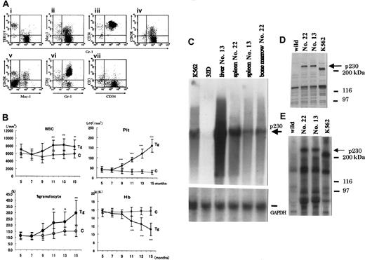 Figure 2. FACS analysis of leukemic mononuclear cells infiltrating the liver of founder mouse no. 13, comparison of hematologic parameters of transgenic progeny of no. 22, and molecular certification of p230 Bcr/Abl expression. (A) Surface marker analysis of leukemic cells infiltrating the liver of founder no. 13. (B) Comparison of hematologic parameters in the transgenic mice (n = 20; Tg, •) and nontransgenic controls (n = 10; C, ○) from 5 months to 15 months. The data are shown as the mean values and standard deviations for each group. Time course of WBC count, platelet (Plt) count, the percentage (%) of granulocytes, and hemoglobin (Hb) are shown. **P < .01; ***P < .001. (C) Northern blot analysis of p230 Bcr/Abl mRNA in tissues from no. 13 and no. 22 offspring. Lane K562: K562 cells as positive control; lane 32D: mouse 32D cells as negative control; lane liver no. 13: liver cells of no. 13; lane spleen no. 22: spleen cells of no. 22; lane spleen no. 13: spleen cells of no. 13; lane bone marrow no. 22: bone marrow cells of no. 22. The bottom bar shows the bands of glyceraldehyde-3-phosphate dehydrogenase (GAPDH) mRNA as an internal control. (D) P230 Bcr/Abl transgene product and (E) kinase activity of the p230 Bcr/Abl transgene product of the splenic cells. The expressed and phosphorylated P230 Bcr/Abl transgene products are indicated by arrows, and the positions of protein markers are shown on the right. The splenic cells of a 3-month-old F1 transgenic mouse were subjected to Western blot and immunoprecipitation analyses.