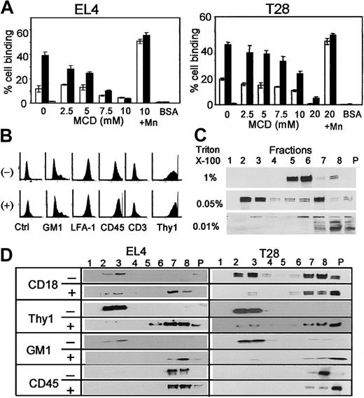 Figure 1. Disruption of lipid rafts and inhibition of LFA-1 activation by MCD treatment. (A) EL4 cells (left panel) or T28 cells (right panel) were incubated with (▪) or without (□) 50 ng/mL PMA in the presence of the indicated concentrations of MCD in serum-free HBSS and incubated at 37°C for 30 minutes, and their adhesion to immobilized soluble ICAM-1 was analyzed. Cells treated with or without PMA, 10 mM or 20 mM MCD, and 2 mM MnCl2 were also tested (shown as 10 + Mn and 20 + Mn). PMA-activated cells blocked with anti–LFA-1 were tested as specificity control (▦). For control cell adhesion, BSA was immobilized in place of ICAM-1. The results are representative of 5 independent experiments, each done in triplicate. Error bars indicate SD. (B) Flow cytometric analysis of control (-) and 10 mM MCD-treated (+) EL4 cells. Ganglioside GM1 was stained with FITC-conjugated CTxB. All other molecules were stained with the appropriate mAb with secondary FITC-conjugated antibodies. Ctrl shows unstained control. (C) EL4 cells were solubilized with indicated concentrations of Triton X-100 and subjected to sucrose gradient centrifugation. Proteins in the sucrose gradient fractions were separated by SDS-PAGE, and CD18 was detected by Western blotting. Fractions 2 and 3 are low-density fractions and contain lipid rafts, whereas fractions 5 to 8 are high-density fractions, and P indicates pellet. (D) EL4 cells were either treated (+) or not (-) with 10 mM MCD as in panel A, solubilized with 0.05% Triton X-100, subjected to sucrose gradient centrifugation, and analyzed by Western blotting for the indicated molecules. The numbers indicate sucrose gradient fractions. Fractions 2 and 3 are low-density fractions containing lipid rafts. CD18, Thy1, and CD45 were detected by specific mAb and horseradish peroxidase–conjugated secondary anti–rat Ig antibody. GM1 was detected by horseradish peroxidase–conjugated CTxB.