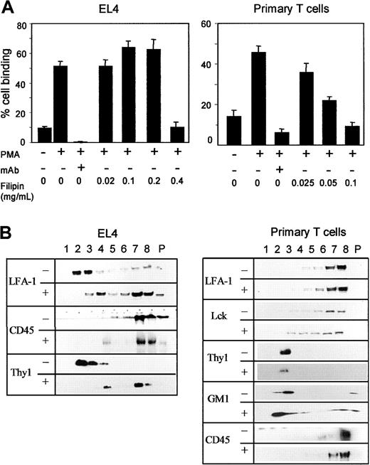 Figure 4. Effects of filipin on LFA-1. (A) EL4 cells and primary T cells were incubated with (+) or without (-) PMA in the presence of the indicated amount of filipin, and their adhesion to immobilized ICAM-1 in the presence (+) or absence (-) of blocking anti–LFA-1 antibody was assessed. Error bars indicate SD. (B) EL4 cells (left panel) and splenic T cells (right panel) were treated with (+) or without (-) 0.4 mg/mL or 0.1 mg/mL filipin, respectively, lysed with 0.05% Triton X-100, subjected to sucrose gradient centrifugation, and indicated molecules in the sucrose gradient were detected by Western blotting. The numbers indicate fractions starting from the low-density fraction.