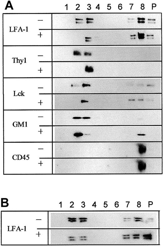 Figure 6. Detection of LFA-1 in Brij 35–insoluble, MCD- and filipin-sensitive lipid rafts of primary T cells. (A) Primary T cells, untreated (-) or treated (+) with 10 mM MCD, were solubilized with 1% Brij 35 and subjected to sucrose gradient centrifugation. Fractions were blotted with corresponding antibodies. (B) Primary T cells were either untreated (-) or treated (+) with 0.1 mg/mL filipin, lysed with 1% Brij 35, subjected to sucrose gradient centrifugation, and fractions were probed with anti-CD18 (LFA-1). The results are representative of 3 independent experiments.