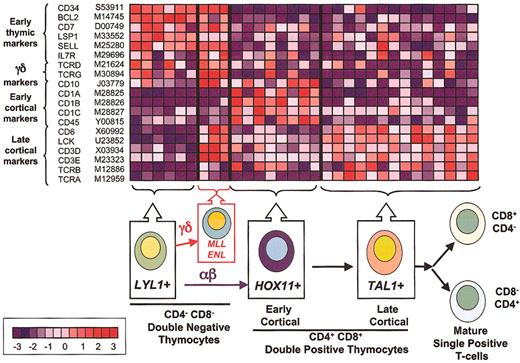 Figure 3. Correlation of gene expression profiles and thymocyte differentiation. The top panel illustrates the relative expression of genes (rows) differentially expressed during thymocyte cell differentiation in T-ALL samples (columns). Normalized expression values are indicated by red (levels greater than the mean) and blue (levels less than the mean). The bar at the bottom left shows the correlation between shift in color and differences in gene expression, from - 3 to + 3 standard deviations. LYL1+ samples are arrested at the earliest stages of T-cell differentiation, as demonstrated by expression of genes such as CD34, BCL2, and L-selectin. MLL-ENL+ cases combine the expression of this early developmental signature with the expression of genes associated with the TCR signaling machinery, such as LCK, CD3, and the TCRG and TCRD, suggesting commitment to the γδ lineage. By contrast, HOX11+ samples (characterized by the expression of CD10 and CD1 genes) show arrest at the early cortical stage of thymocyte development, while TAL1+ samples express the TCR signaling genes (eg, CD3 and LCK) together with TCRA and TCRB, demonstrating progression into the late cortical stage of thymocyte differentiation within the αβ lineage.