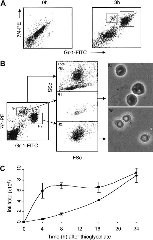Figure 1. Early recruitment of 2 distinct 7/4+ (Gr-1hi and Gr-1int) populations in murine peritonitis induced with TG. (A) Flow cytometric analysis of 7/4, Gr-1 staining prior to and 3 hours after TG injection. (B) Forward and side scatter properties of total peripheral blood leukocytes, 7/4+Gr-1int (R1), and 7/4+Gr-1hi (R2) populations together with cell morphology of sorted bone marrow populations. Original magnification, × 40. (C) Time course of 7/4+Gr-1hi (▪) and 7/4+Gr-1int (♦) recruitment. Data shown are representative of 3 or more experiments (mean of 5 mice/group, ± SEM).