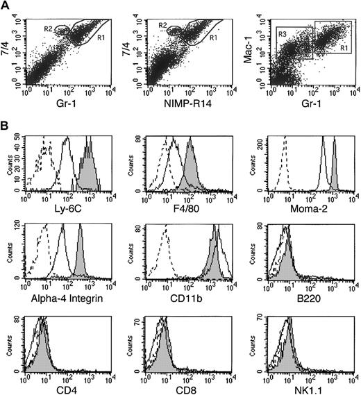Figure 2. Flow cytometric analysis of 7/4+Gr-1hi and 7/4+Gr-1int bone marrow populations. (A) Flow cytometric analysis of 7/4/Gr-1, 7/4/NIMP-R14 and Mac-1/Gr-1 staining of peritoneal lavage cells 4 hours after TG injection. Gr-1hi neutrophils, R1; 7/4+Gr-1int or NIMP-R14int cells, R2; Mac-1+Gr-1lo monocyte/macrophages, R3. (B) Histograms of 7/4+Gr-1hi (solid line), 7/4+Gr-1int (gray fill), and isotype control (dotted line) are shown. The 7/4+Gr-1int profiles were similar in cells from blood, spleen, and peritoneal lavage (4 hours after TG).
