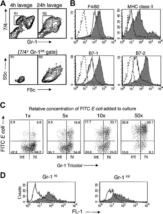 Figure 3. Functional characterization of 7/4+ populations. (A-B) Phenotypic changes of the 7/4+Gr-1int population during inflammation. (A) Down-regulation of 7/4 and increase in scatter properties, 4 hours (R1) and 24 hours (R2) after TG. (B) Up-regulation of activated Mφ markers, 4 hours (R1, solid line), 24 hours (R2, gray fill), and isotype control at 24 hours (dotted line) after TG. (C) Phagocytosis of FITC E coli by matured bone marrow 7/4+Gr-1hi (black) and 7/4+Gr-1int (gray) cells (percent of 7/4+ gate in each quadrant is indicated). (D) Superoxide burst in response to PDBu. Geomean FL-1 values prior to and after stimulation were, respectively, 5.5 (solid line) and 56.7 (gray fill) for Gr-1hi and 8.7 (solid line) and 28.1 (gray fill) for Gr-1int cells.