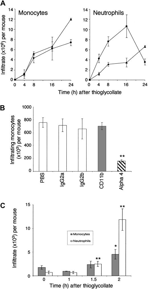 Figure 5. Monocyte recruitment in LFA-1-/- mice. (A) Time course of TG-induced cell recruitment in LFA-1+/+ (•) and LFA-1-/- (▴) mice. (B) The effect on LFA-1-/- monocyte recruitment by purified Fab fragments in vivo. Significant inhibition of monocyte recruitment at 4 hours occurred with mAb PS2/3 (α4) but not with mAb 5C6 (Mac-1, CD11b) when compared with the PBS control. (C) Early monocyte () and neutrophil (□) recruitment in LFA-1-/- mice. Significant recruitment was determined by comparing with the 0-hour control. Data shown are representative of 3 or more experiments (**P ≤ .01; *P ≤ .05; means of 4-6 mice per group, ± SEM).