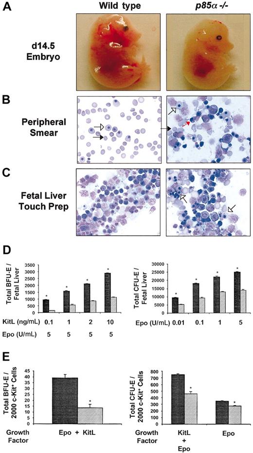 Figure 1. Effect of p85α deficiency on fetal liver erythropoiesis in day-14.5 embryos. (A) Phenotypic appearance of wild-type and p85α-/- embryos at day 14.5 of gestation. p85α-/- embryos are pale compared with wild-type controls. Original magnification, × 10. (B) Representative peripheral blood smears from day-14.5 wild-type and p85α-/- embryos. Blood smears were stained with Wright-Giemsa, and the total number of mature erythrocytes was quantified (“Results and discussion”). Mature erythrocytes (macrocytes) are indicated by black arrows, yolk sac–derived megaloblasts are indicated by short open arrows, and fetal liver-derived erythroid precursors are indicated by red arrows. p85α-/- peripheral blood contains fewer nonnucleated red cells and a large number of nucleated erythroblasts. Original magnification, × 40. (C) Representative fetal liver touch preps from wild-type and day-14.5 p85α-/- embryos. Touch preps were stained with Wright-Giemsa. Numerous erythropoietic cells in all stages of differentiation are observed in wild-type fetal livers. More megaloblasts are observed in the fetal livers of p85α-/- embryos (short open arrows). Original magnification, × 40. (D) Total number of BFU-Es and CFU-Es in day-14.5 wild-type (▦) and p85α-/- (▨) fetal livers. Cells were plated for growth of BFU-Es in methylcellulose medium containing various concentrations of KitL as indicated combined with a single concentration of Epo (5 U/mL). Cells were plated for growth of CFU-Es in methylcellulose medium containing various concentrations of Epo alone as indicated. CFU-Es and BFU-Es were counted by indirect microscopy after 2 and 7 days of culture, respectively. Results represent the mean number of colonies per fetal liver ± SEM of 5 independent experiments. *P < .05 by Student paired t test. (E) Frequency of erythroid progenitors in c-kit+–sorted fetal liver cells isolated from day-14.5 p85α-/- (▨) and wild-type (▦) fetal livers. c-kit+ cells were isolated by immunomagnetic bead enrichment and sorted as previously described.15 More than 90% of the cells were c-kit+ after sorting as tested by fluorescence cytometry (data not shown). c-kit+ cells/mL (2000) were plated in methylcellulose medium containing KitL (10 ng/mL) and Epo (5 U/mL), and the numbers of CFU-Es and BFU-Es were quantified after 2 and 7 days of culture, respectively. In addition, 2000 c-kit+ cells/mL were plated in methylcellulose medium containing Epo (5 U/mL) alone, and the number of CFU-Es was counted after 2 days of culture. Results represent the mean number of colonies per 2000 c-kit+ cells ± SEM of 3 independent experiments. *P < .05 by Student paired t test.