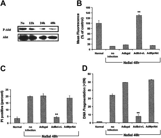 Figure 4. Activated Akt-1 does not protect against NaSal-induced apoptosis. (A) Effect of NaSal on Akt-1 expression and activation. Monocyte-differentiated macrophages were treated with NaSal (20 mM) for 12 to 48 hours, then cell lysates were collected and Western blot analysis performed using the antibodies to phosphorylated and total Akt-1. No indicates no NaSal added. (B-D) Seven-day differentiated macrophages were untreated (Normal) or infected with adenoviral vectors (100 moi) expressing the control β-galactosidase, Bcl-xL, or activated Akt-1 (MyrAkt-1) for 24 hours. Where indicated, NaSal (20 mM) was added for an additional 48 hours. The cells were harvested and analyzed for Δψm (mean fluorescence), cell death (PI-positive cells), or apoptosis (DNA fragmentation). Values represent the mean ± 1 SE and were compared for statistical significance by Student t test for paired samples. ** indicates P < .01 compared with control Adβgal. Shown is a representative of 2 experiments performed in triplicate.