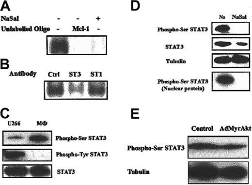 Figure 5. STAT3 is constitutively activated in human macrophages and is suppressed by NaSal treatment. (A-B) Primary human macrophages were treated with control medium or NaSal (20 mM), where indicated, for 48 hours. Cells were harvested and nuclear proteins were extracted and used for the EMSA. The radiolabeled probe employed represents the murine Mcl-1 SIE (5′-TTTCCCCTTTTACGGGAAGTCCT-3′).8,11 Added to the reaction mixture to define the specificity of the bound proteins were 100-fold unlabeled probe of murine Mcl-1 (Mcl-1) (A) and antibodies to STAT3 (ST3) or STAT1 (ST1) and control antibody (Ctrl) (B). (C) The STAT3 is constitutively phosphorylated at the Ser727 site and not the Tyr705 site in primary human macrophages. Nuclear proteins (30 μg) extracted from primary human macrophages or U266 cells were employed to detect phospho-Ser727 and phospho-Tyr705 STAT3 by Western blot analysis employing monospecific antibodies. (D) NaSal treatment inhibits the constitutive Ser727 phosphorylation of STAT3 in human macrophages. Macrophages were treated with NaSal (20 mM) for 48 hours. Cell lysates were collected and Western blot assays were conducted using indicated antibodies to phospho-serine STAT3, total STAT3, and tubulin. Nuclear proteins also were used to detect the effect of NaSal on phospho-serine STAT3, where indicated. (E) Akt-1 does not regulate STAT3 phosphorylation in human macrophages. Human macrophages were infected with adenoviral vectors (100 moi) expressing the control or activated Akt-1 (MyrAkt-1) for 24 hours. Cell lysates were collected and Western blot assays were conducted using indicated antibodies to phospho-serine STAT3 and tubulin.