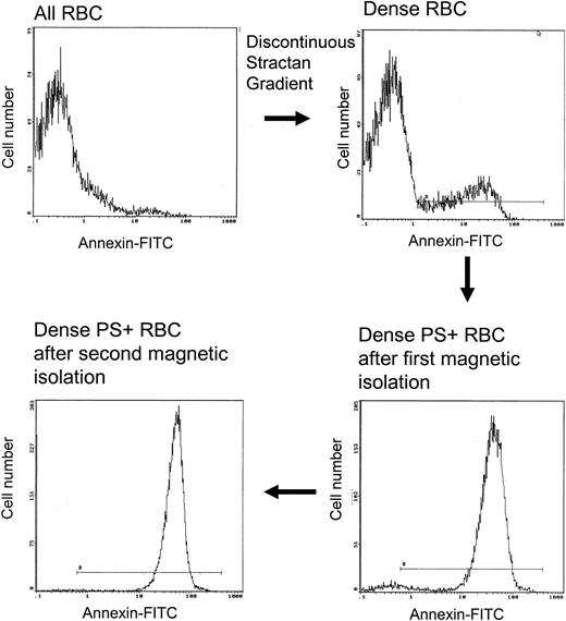 Figure 4. Magnetic isolation of type 2 PS+ cells from the dense sickle cell fraction. Two identical isolation procedures were performed in series. The horizontal line in each panel shows the gate for PS+ cells.
