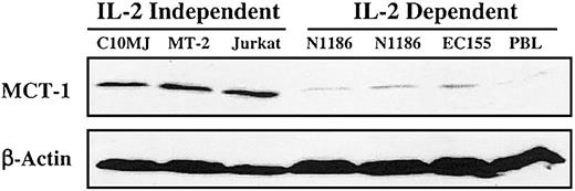 Figure 1. Steady-state MCT-1 protein levels in exponentially growing T-lymphoid cell lines. Forty micrograms total proteins from IL-2—dependent cell lines PBL, EC155, NII85, and N1186, and IL-2—independent cell lines C10MJ, MT-2, and Jurkat were subjected to SDS-PAGE analysis and blotted on the membrane. Western blotting was performed with MCT-1 polyclonal antibody. Control immunoblotting was carried out with β-actin. All IL-2—independent T-cell lines exhibited elevated MCT-1 protein levels in contrast to the IL-2—dependent T-cell lines, including IL-2—stimulated PBLs, which have low to undetectable MCT-1 protein levels.