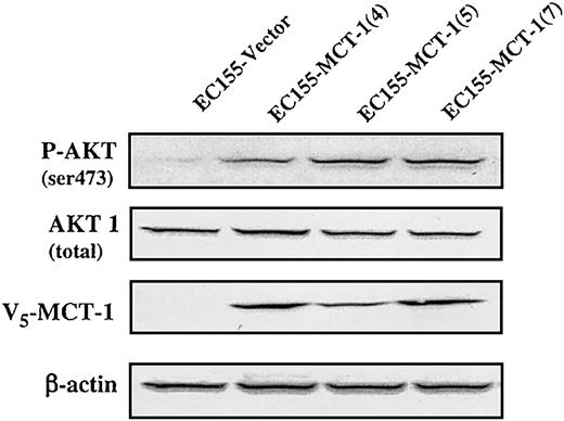 Figure 9. MCT-1 overexpression enhances AKT phosphorylation at residue of Ser473. Western blot analysis of extracts (150 μg) was performed on EC155-Vector and EC155—MCT-1 cell lines. Nitrocellulose membranes were immunoblotted by anti-V5 after rehybridization with anti—phospho-AKT (Ser473), AKT, and actin antibodies after stripping overnight with 200 mM glycine (pH 2.5). The phosphorylation level of AKT on Ser473 residue was increased significantly in MCT-1 overexpressing cells compared with the vector control.