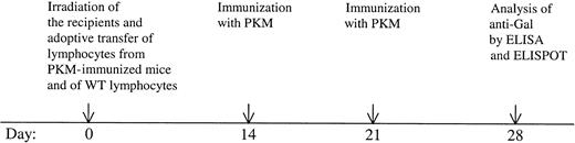 Figure 1. Timeline of the protocol for induction of tolerance on memory anti-Gal B cells.