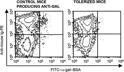 Figure 7. Identification of memory anti-Gal B cells by binding of FITC–α-gal–BSA. Flow cytometry of spleen lymphocytes identified as anti-Gal B cells by double staining with FITC–α-gal–BSA and PE-antimouse Ig. Staining of lymphocytes in control mice (ie, KO mice receiving 20 × 106 lymphocytes that include memory anti-Gal B cells) is shown in left panel; staining in mice that received the same lymphocytes but that were tolerized by WT lymphocytes is shown in right panel. Both groups were immunized with PKM on days 14 and 21 and staining of lymphocytes was performed on day 28 after adoptive transfer. Note that approximately 1% of B cells in control recipients of memory anti-Gal B cells bind FITC–α-gal–BSA, whereas no such cells are detected in the tolerized mice. Data are from 1 representative mouse out of 4 per group.