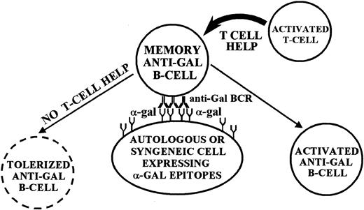 Figure 9. Proposed model for tolerance induction on memory anti-Gal B cells by α-gal epitopes. Anti-Gal BCR molecules engaging α-gal epitopes on autologous or syngeneic cells deliver a tolerizing signal to the anti-Gal B cell in the complete absence of T-cell help. If, however, helper T cells are activated, their help rescues the anti-Gal B cell from being tolerized and induces activation of the B cell.