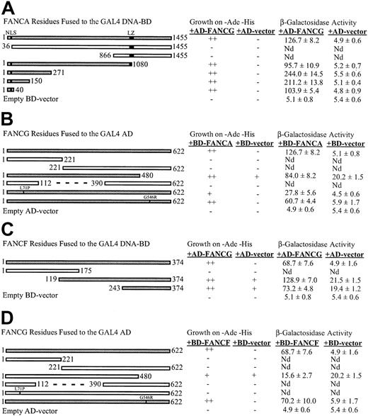 Figure 1. Mapping binding sites for the interactions of FANCG with FANCA and FANCF. (A) Mapping the FANCG binding region on FANCA. (B) Mapping the FANCA binding region on FANCG. (C) Mapping the FANCG binding region on FANCF. (D) Mapping the FANCF binding region on FANCG. Yeast strain PJ69-4A was cotransformed with the expression constructs indicated. Constructs activating the reporter genes above background levels are shaded. The dotted lines represent internal deletions. (++), (+), and (-) indicate good, weak, and absent growth, respectively. β-Galactosidase activity units in the liquid ONPG assay were calculated as 1000 × OD420 divided by the product of the volume (milliliter) × time (minutes) × OD600. The values shown indicate the mean and SE for 4 assays, each done in triplicate. Nd indicates that no β-galactosidase assay was performed because of nonactivation of the ADE2 and HIS3 reporters. NLS indicates nuclear localization signal; LZ, leucine zipper.