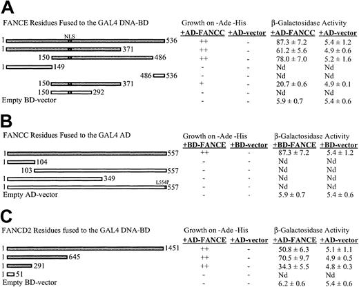 Figure 2. Mapping binding sites for the interactions of FANCE with FANCC and FANCD2. (A) Mapping the FANCC binding region on FANCE. (B) Mapping the FANCE binding region on FANCC. (C) Mapping the FANCE binding region on FANCD2. Yeast strain PJ69-4A was cotransformed with the expression constructs indicated. Constructs activating the reporter genes above background levels are shaded. (++), (+), and (-) indicate good, weak, and absent growth, respectively. β-Galactosidase activity units were calculated as in Figure 1. The values shown indicate the mean and SE for 4 assays, each done in triplicate. Nd indicates that no β-galactosidase assay was performed because of nonactivation of the ADE2 and HIS3 reporters. NLS indicates nuclear localization signal; Leu554Pro, missense mutation in FANCC polypeptide.