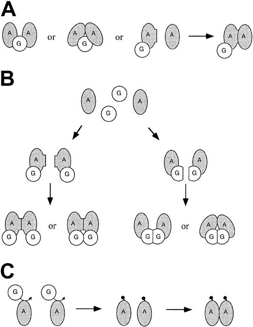 Figure 5. Models for FANCG-mediated interaction between monomers of FANCA. (A) A single molecule of FANCG mediates interaction between FANCA monomers. This interaction may involve physical bridging, with or without contact between the FANCA monomers. Models involving direct FANCA/FANCA contact could include the stabilization of a preexisting weak or transient interaction between FANCA monomers not detectable in the 2-hybrid system. Alternatively, FANCG may bind to only one FANCA monomer, causing structural change that allows for interaction with a second monomer. (B) Multiple molecules of FANCG are involved in the interaction. Simple examples of 2:2 FANCA/FANCG stoichiometry are illustrated. Such interactions could involve FANCA promoting or stabilizing FANCG/FANCG interactions not detectable in the 2-hybrid system. (C) FANCG modifies one or more molecules of FANCA, allowing for multimerization of FANCA without direct involvement of FANCG in the complex. Although this is possible, the strong direct interaction of FANCA and FANCG seen in the 2-hybrid system favors models involving FANCG complexed with FANCA.