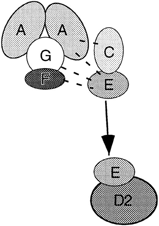 Figure 6. A model for the architecture of the nuclear FA protein complex. Letters indicate the FANC proteins investigated in this study. FANCG can directly bind to both FANCA and FANCF as well as mediate an interaction between them. The FANCG-mediated multimerization of FANCA is presented in one of the simpler possible forms. This study demonstrated direct interaction of FANCC only with FANCE, although previous immunoprecipitation experiments have suggested that both FANCC and FANCE are part of the nuclear FA complex (dotted lines). FANCE is currently the only FANC protein demonstrated to interact either directly or indirectly with FANCD2. Thus, in the absence of evidence otherwise, FANCE is shown as exiting the core FA complex to bind to FANCD2. With the exception of the FANCG-mediated FANCA multimerization demonstrated in this study, all interactions among the FANC proteins are presented as occurring with 1:1 stoichiometry for simplicity.