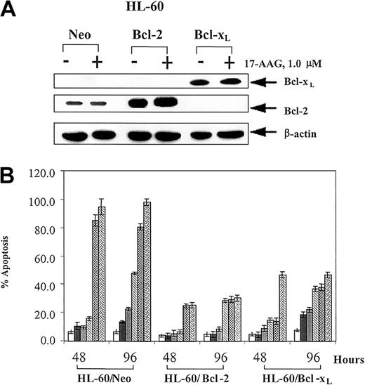 Figure 1. Effect of 17-AAG on HL-60 cell types. (A) 17-AAG treatment does not down-regulate Bcl-2 or Bcl-xL proteins. HL-60/Neo, HL-60/Bcl-2, and HL-60/Bcl-xL cells were treated with 1.0 μM 17-AAG for 48 hours. Cells were harvested, and cell lysates were used to determine Bcl-2 and Bcl-xL levels by Western blot analysis. As the loading control, β-actin was used. (B) Ectopic overexpression of Bcl-2 or Bcl-xL in HL-60 cells confers resistance against 17-AAG—induced apoptosis. HL-60/Neo, HL-60/Bcl-2, and HL-60/Bcl-xL cells were exposed to 0.1, 0.25, 0.5, 1.0, and 5.0 μM 17-AAG for 48 or 96 hours. Following these treatments, treated and untreated cells were stained with annexin V, and the percentages of positively stained cells were quantitated by flow cytometry. Values represent the mean ± standard error (SE) of 3 independent experiments.