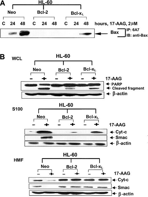 Figure 2. Effects of 17-AAG on apoptosis signaling in HL-60 cell types. (A) Ectopic overexpression of Bcl-2 or Bcl-xL inhibits 17-AAG—induced Bax conformational change. HL-60/Neo, HL-60/Bcl-2, and HL-60/Bcl-xL cells were treated with 2.0 μM 17-AAG for the indicated time intervals. Following this, using the protein A plus protein G beads coated with anti-6A7 antibody, Bax was immunoprecipitated from the cell lysates. Immunoprecipitates were immunoblotted with anti-Bax antibody. (B) Ectopic overexpression of Bcl-2 or Bcl-xL inhibits 17-AAG—induced cytosolic accumulation of cyt-c and Smac and PARP cleavage activity of caspase-3. HL-60/Neo, HL-60/Bcl-2, and HL-60/Bcl-xL cells were treated with 2.0 μM 17-AAG for 48 hours. Following this, cell lysates were harvested, and Western blot analyses were performed for the full-length PARP (116 kDa) and its cleaved fragments (85 kDa). Alternatively, S100 (cytosolic) or the heavy-membrane fractions (HMFs) were obtained from the harvested cells and used for the immunoblot analyses for cytosolic cyt-c and Smac. As the loading control, β-actin was used.